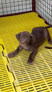 Pitbull Bandog Bully Vietnam 🇻🇳 | Facebook