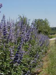 Tetradium daniellii var. hupehensis에 대한 이미지 검색결과