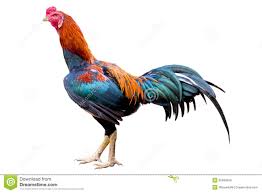 Resultado de imagem para Galo de Briga