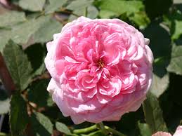 Rosa &#39;<b>Orsola Spinola</b>&#39; ® - guillot-rose-orsola-spinola--m002862_h_0