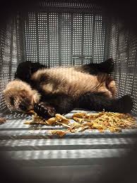 ジャイアントパンダ「シャオシャオ」と「レイレイ」の返還までの道のり └─2026/03/05