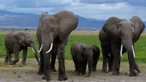 Amboseli elephant deaths: Kenya Wildlife Service suspects cyanide in tomato pesticide to be the cause