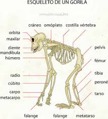 Resultado de imagen para sistema oseo de los mamiferos