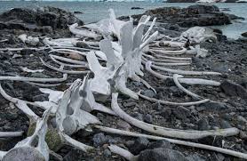 Now It's Whale Hips: Another Icon of Darwinian Evolution, Vestigial Structures, Takes a Hit | Science and Culture Today