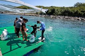 CÂU CÁ VỊNH NHA TRANG - 14