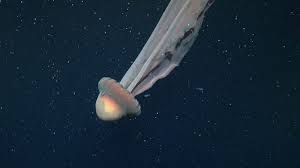 Medusa Fantasma Descubierta en Costas Argentinas: Un Phenómeno Marino Raro y Curioso