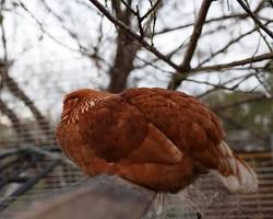 Image of chicken sleeping standing up