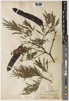 Image result for Acacia rovumae