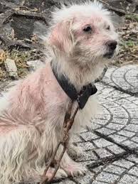 Rescuing a Dog: A Heartwarming Adoption Story | TikTok