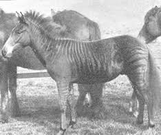 Résultat de recherche d'images pour "domesticated zebra"