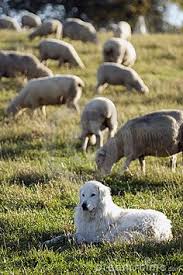  " Διαχωρίζει  τα πρόβατα από τα ερίφια"...