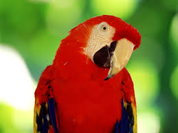Image result for macaw parrot hd