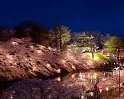 高田公園の桜の画像