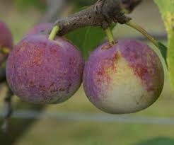 Image result for early transparent gage