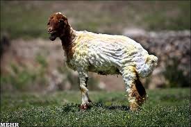 Image result for ‫عکس پشم چینی گوسفندان‬‎