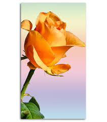 Image result for images of rose hd yellow