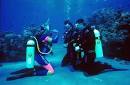 Gold Coast Scuba Divers (954) (Fort Lauderdale, FL)