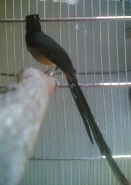 Hasil gambar untuk murai batu