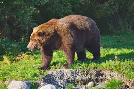 Fat Bear Week 2025: Who Will Be Crowned the Beefiest Bruin?