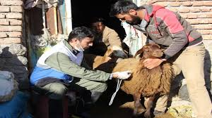کنترل بیماری تب برفکی در اردبیل