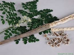 Image result for horseradish tree