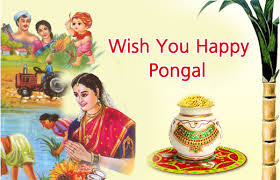 Image result for pongal festival images