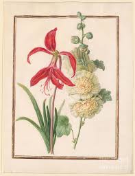Image result for Jacobean lilies