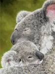 kaka 2 parrots kissing images download