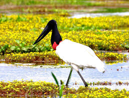 Resultado de imagem para pantanal matogrossense