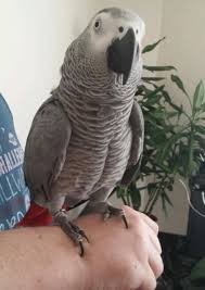 Image result for african grey parrot for sale