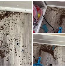 Anyone know what this could be? I found two piles of these. Only in my daughter's room. We called TWO pest control companies yesterday. Literally BOTH of them said they have never