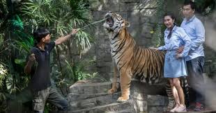 Probe under way after illness kills 72 tigers in Thai ...