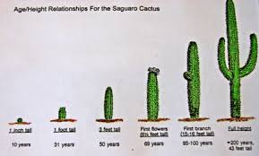 Image result for saguaro cactus
