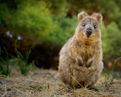 Quokka