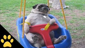 Image result for pugs