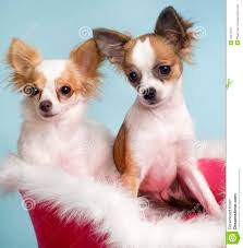 Image result for cute chihuahuas