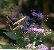 Image result for ironweed plant