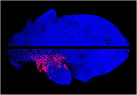 Evolutionary Mechanisms in Plants: The Transformation of Simple Spoon-Shaped Leaves into Complex Leaves with Leaflets - 1