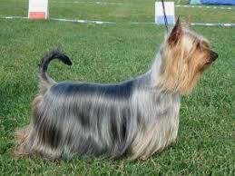 Adult longcoat Silky Terrier groomed to show standards posing for dog show spectators in the grass