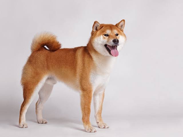 What to Know About Shiba Inu Puppy Characteristics Before Getting One