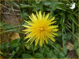 images?q=tbn:ANd9GcQyu-CSvCVpuh0r_7laPD6