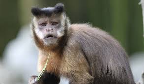 Image result for MONKEYS