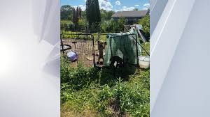 More than 70 animals rescued from home in Schoharie County