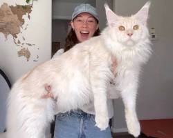 Maine Coon Kedisi resmi