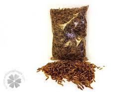 Résultat de recherche d'images pour "vers de farine"