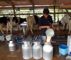 ผลการค้นหารูปภาพสำหรับ โคนม