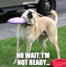 Image result for Animal Meme