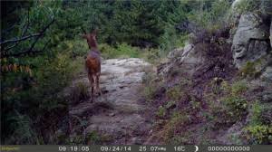 Resultado de imagen de animal invisible alborés