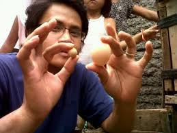 Ada seekor ayam kampung di Semarang, Jawa Tengah bertelur hanya sebesar kelereng. Warga pun menjadi heboh. Warga ramai-ramai mendatangi si empunya telur ... - Foto-Telor