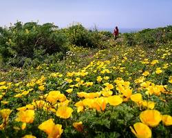 Image of Point Reyes National Seashore poppy fields